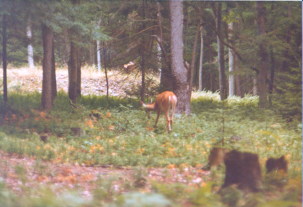 scan0006.tif